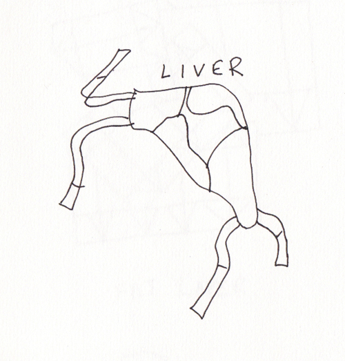 "Anatomy" Drawing - Morphoid Liver