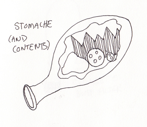 "Anatomy" Drawing - Morphoid Stomache (and Contents)